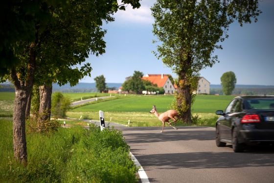 Poistenie stretu so zverou v PZP